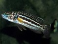 /album/fotogalerie-lepidiolamprologus-nkambae/a2009-0308tanganyika20016-jpg/