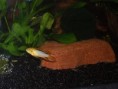 /album/fotogalerie-apistogramma-agassizi-fire-red/a2009-0222amazonie20029-jpg/